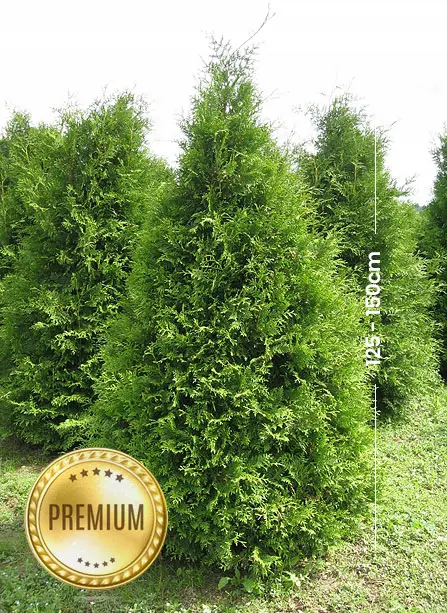 PREMIUM Thuja Brabant 125-150 cm